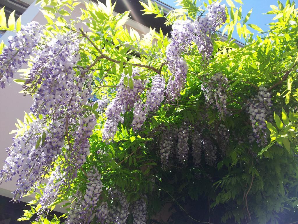 Guest House Wisteria Dresden Exterior photo